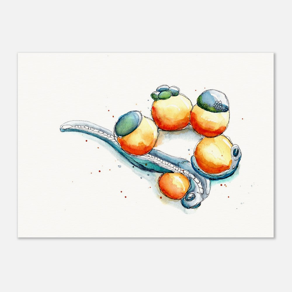 zebrafish development art print by ontogenie