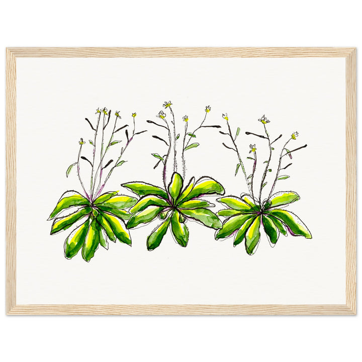 framed print of arabidopsis thaliana watercolor painting by ontogenie