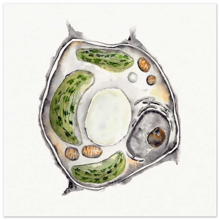 print of plant cell watercolor painting by ontogenie