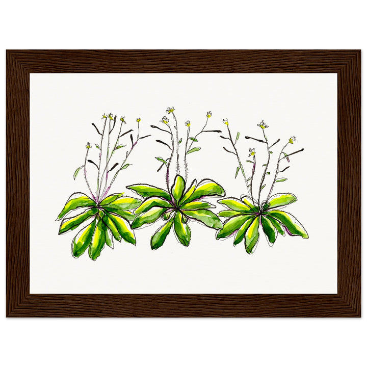 framed print of arabidopsis thaliana watercolor painting by ontogenie