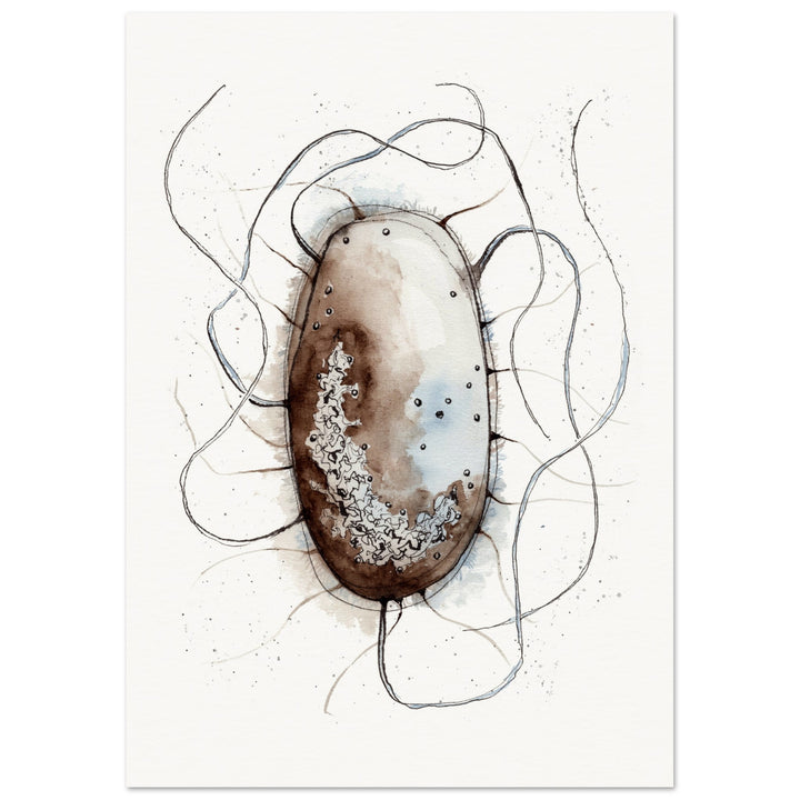 print of original watercolor painting of an E. coli bacterium by ontogenie