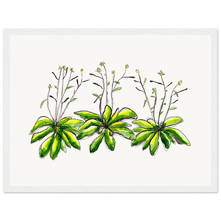 framed print of arabidopsis thaliana watercolor painting by ontogenie