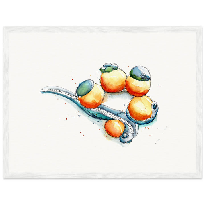 framed print of zebrafish development watercolor painting by ontogenie