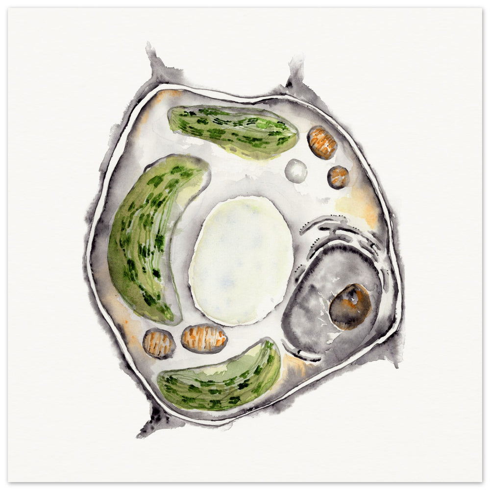 print of plant cell watercolor painting by ontogenie