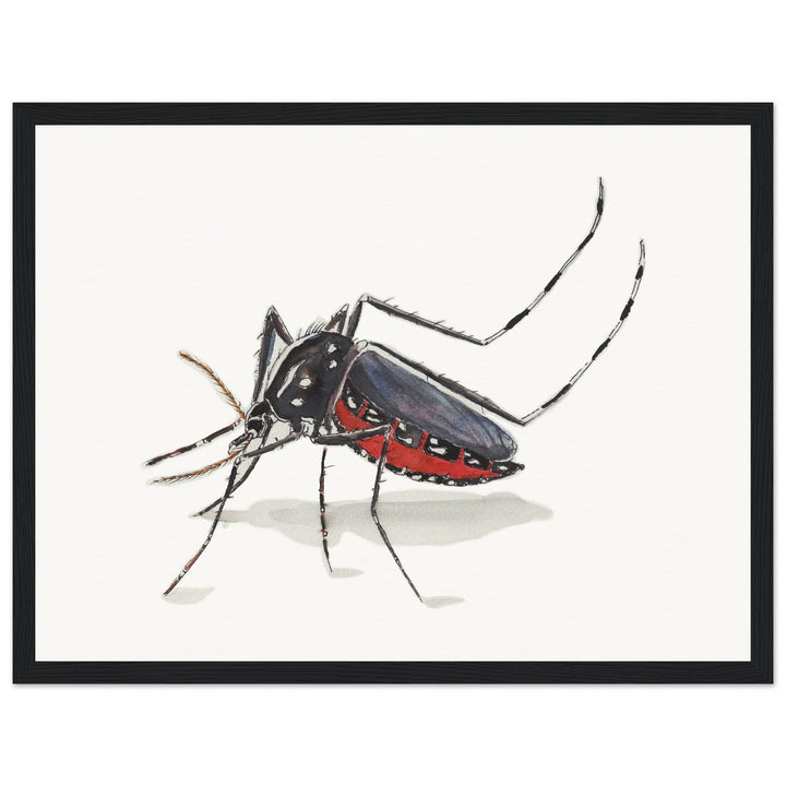 framed print of tiger mosquito watercolor painting by ontogenie