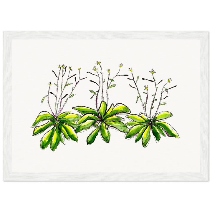 framed print of arabidopsis thaliana watercolor painting by ontogenie