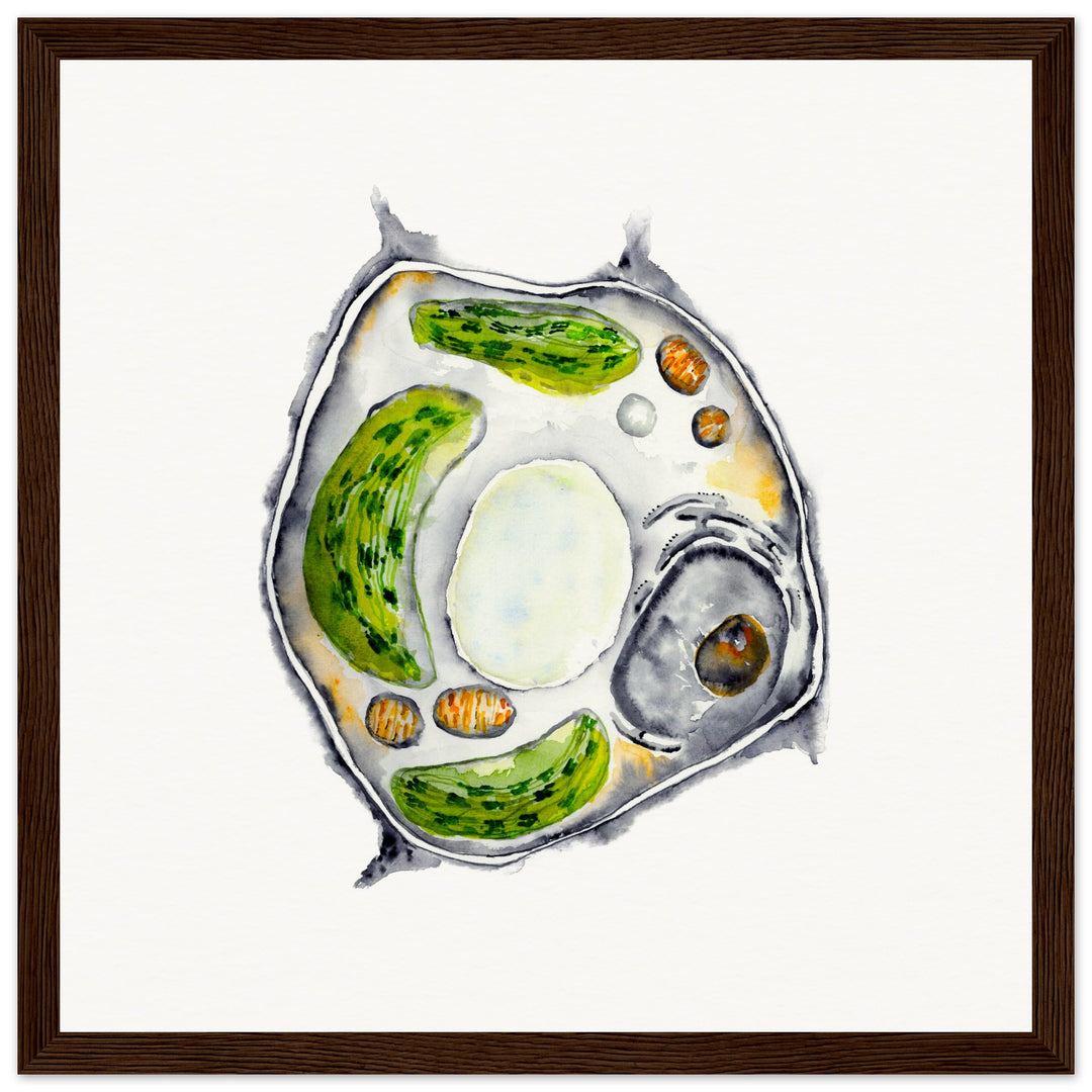 framed print of plant cell watercolor painting by ontogenie