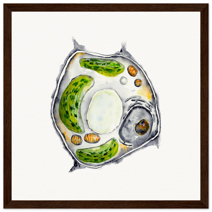 framed print of plant cell watercolor painting by ontogenie