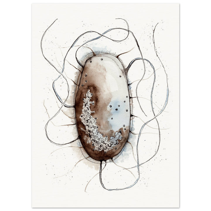 print of original watercolor painting of an E. coli bacterium by ontogenie