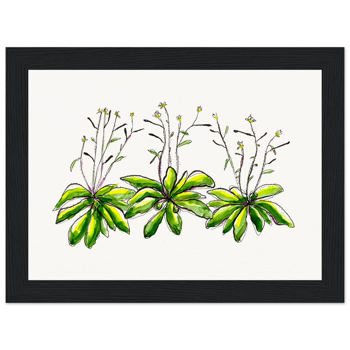 framed print of arabidopsis thaliana watercolor painting by ontogenie