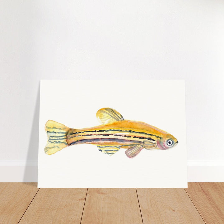 zebrafish watercolor poster by ontogenie