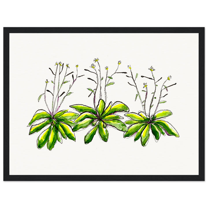 framed print of arabidopsis thaliana watercolor painting by ontogenie