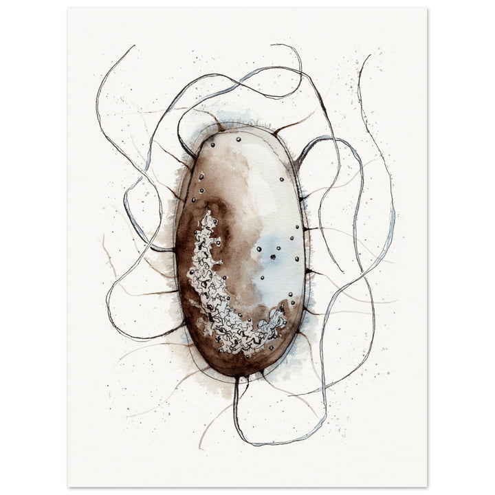 print of original watercolor painting of an E. coli bacterium by ontogenie