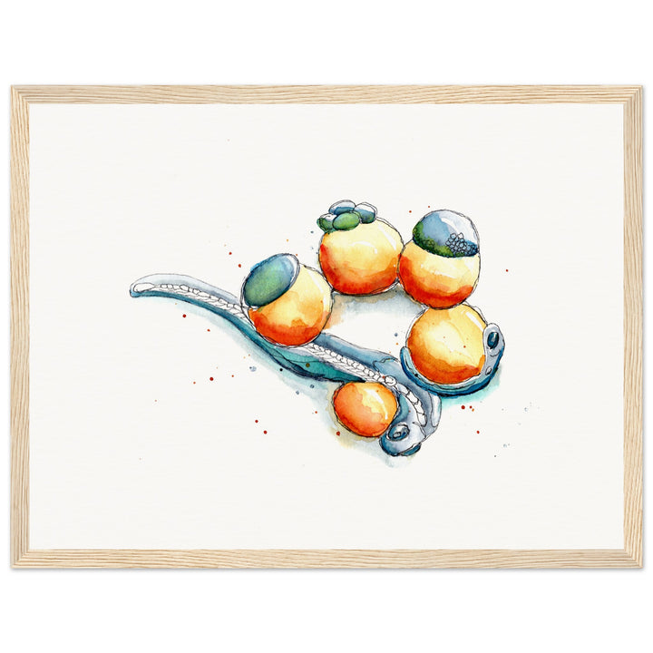 framed print of zebrafish development watercolor painting by ontogenie