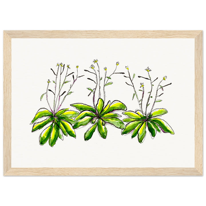 framed print of arabidopsis thaliana watercolor painting by ontogenie