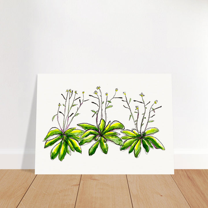 arabidopsis thaliana thale cress watercolor art print by ontogenie