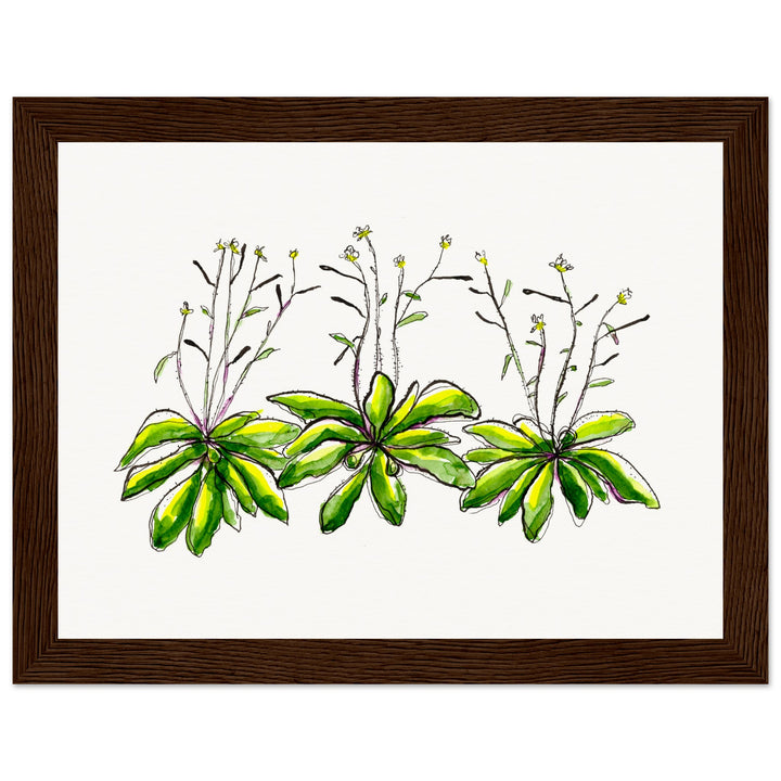 framed print of arabidopsis thaliana watercolor painting by ontogenie