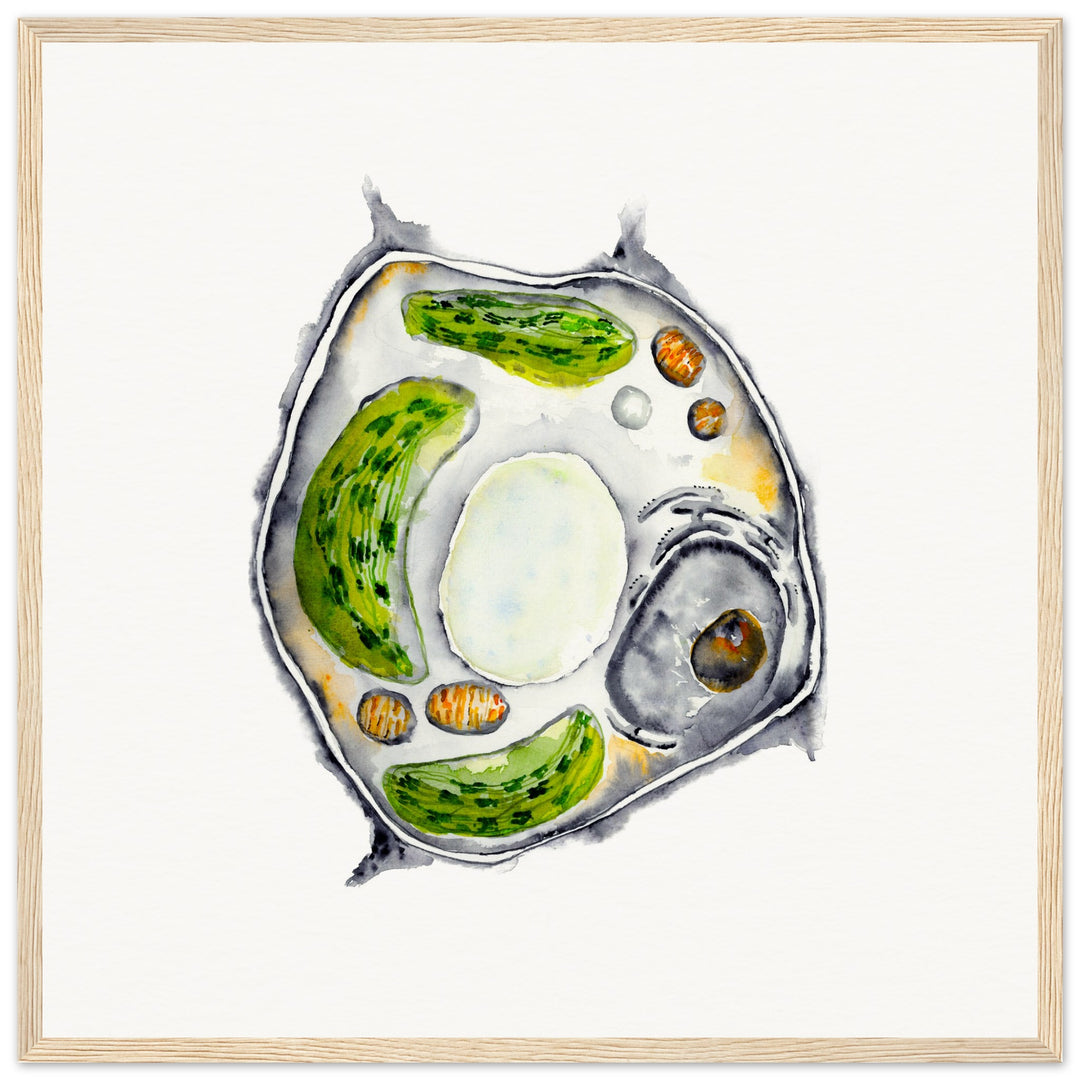 framed print of plant cell watercolor painting by ontogenie