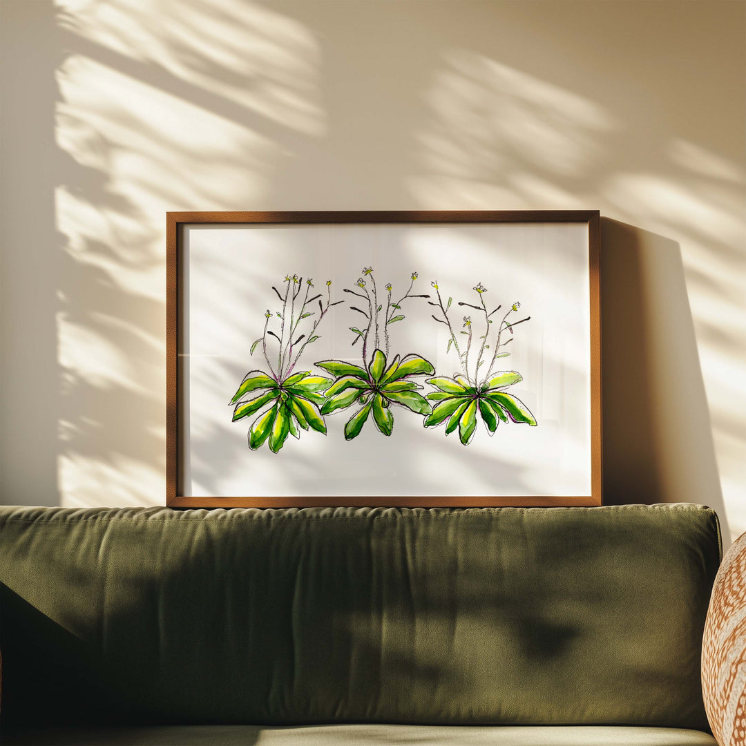 arabidopsis watercolor framed art print in room mockup by ontogenie
