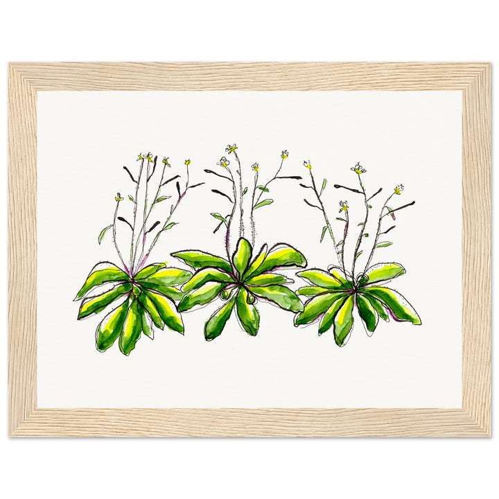 framed print of arabidopsis thaliana watercolor painting by ontogenie