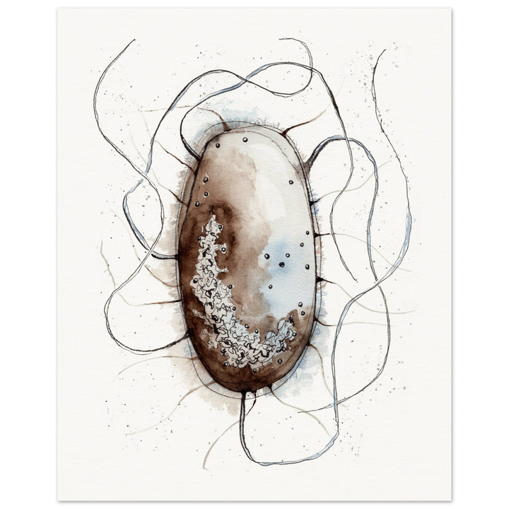print of original watercolor painting of an E. coli bacterium by ontogenie