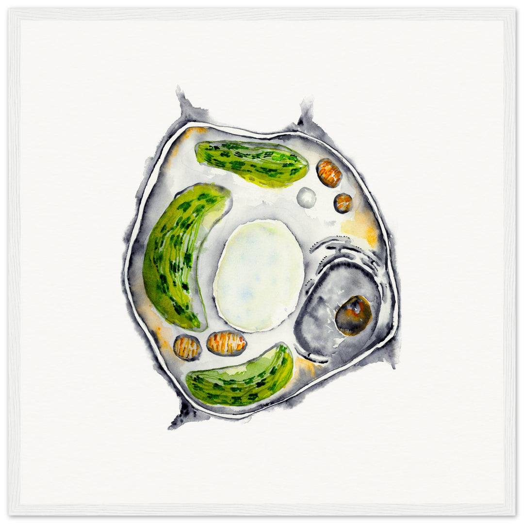 framed print of plant cell watercolor painting by ontogenie
