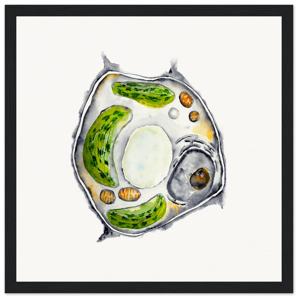 framed print of plant cell watercolor painting by ontogenie