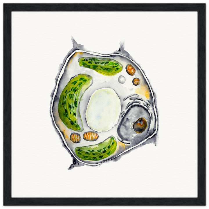 framed print of plant cell watercolor painting by ontogenie