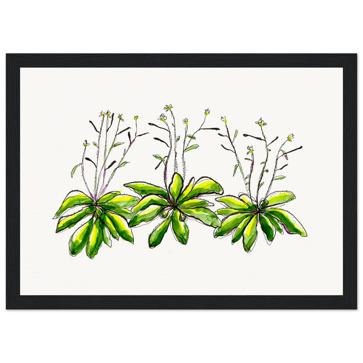 framed print of arabidopsis thaliana watercolor painting by ontogenie
