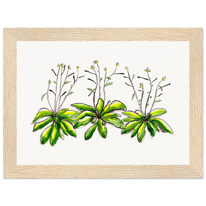 framed print of arabidopsis thaliana watercolor painting by ontogenie