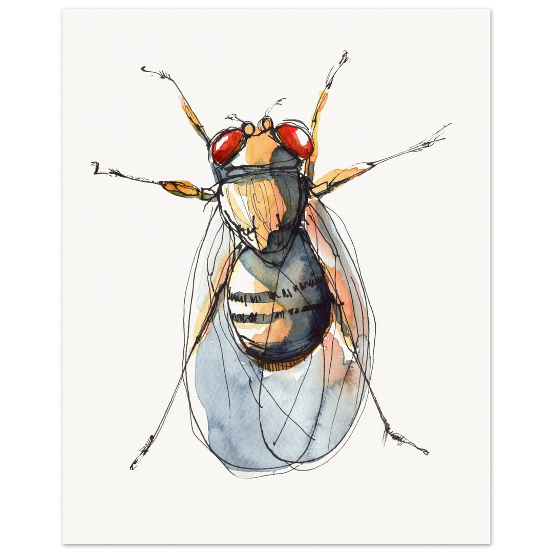 drosophila fruit fly art print ontogenie