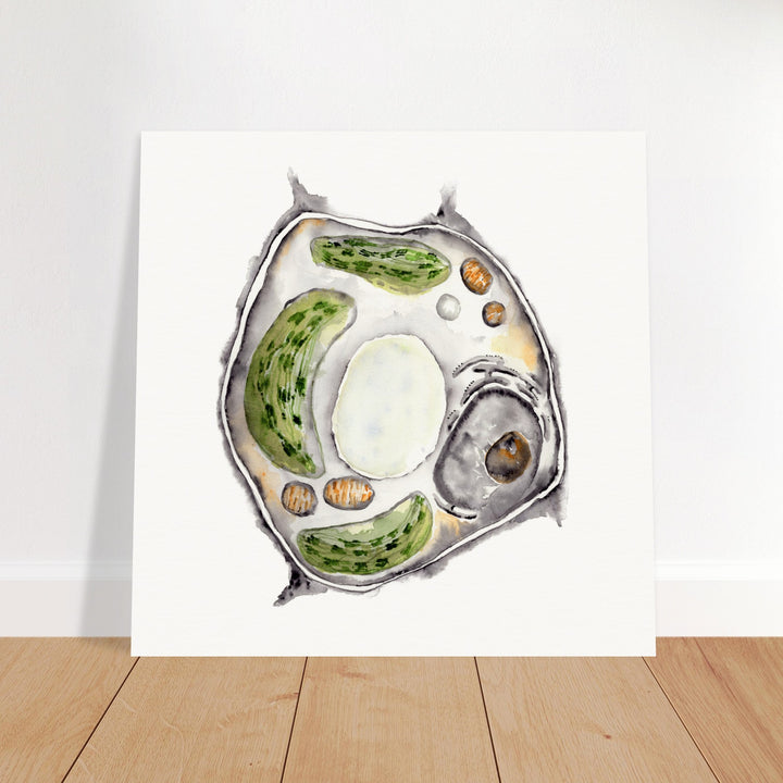 print of plant cell watercolor painting by ontogenie