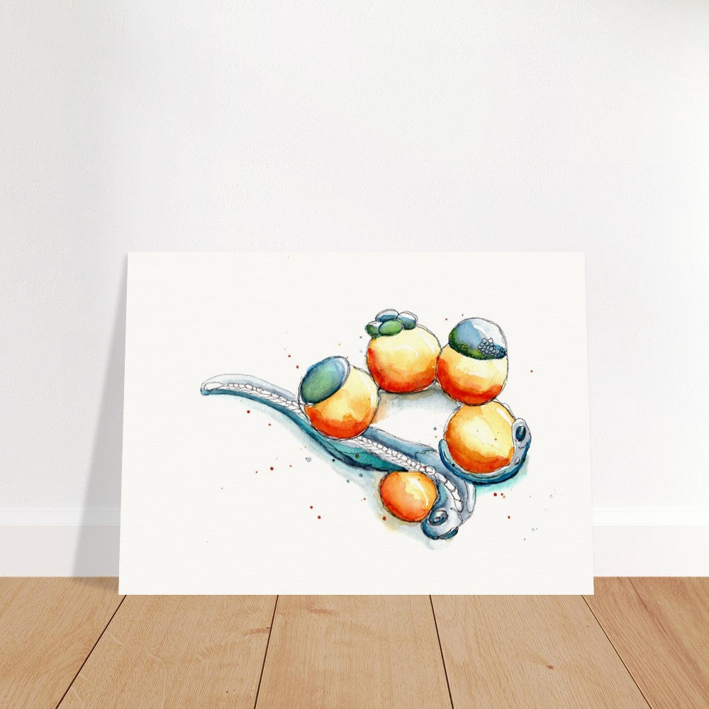 zebrafish development art print by ontogenie