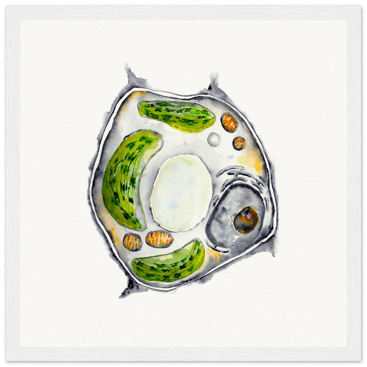 framed print of plant cell watercolor painting by ontogenie
