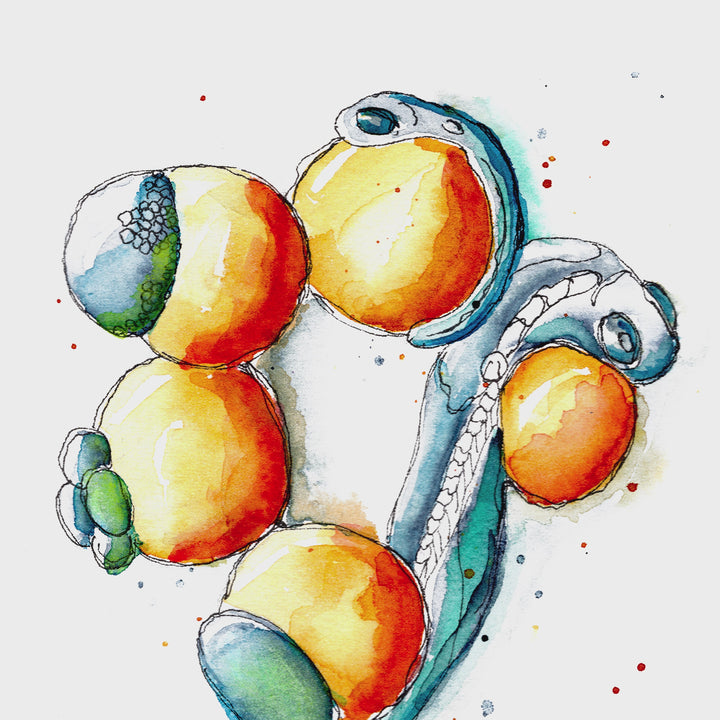animation of zebrafish development watercolor by ontogenie