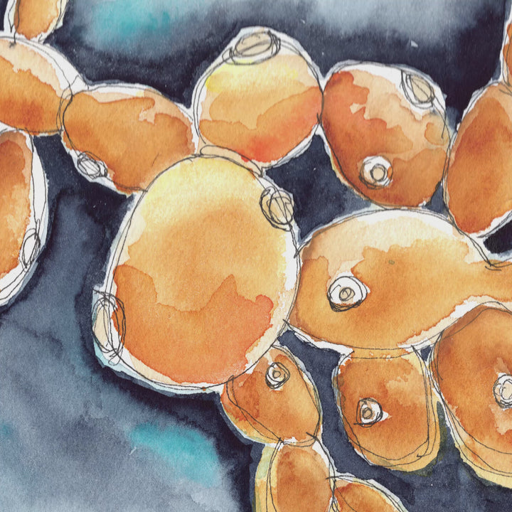 budding yeast watercolor painting by ontogenie