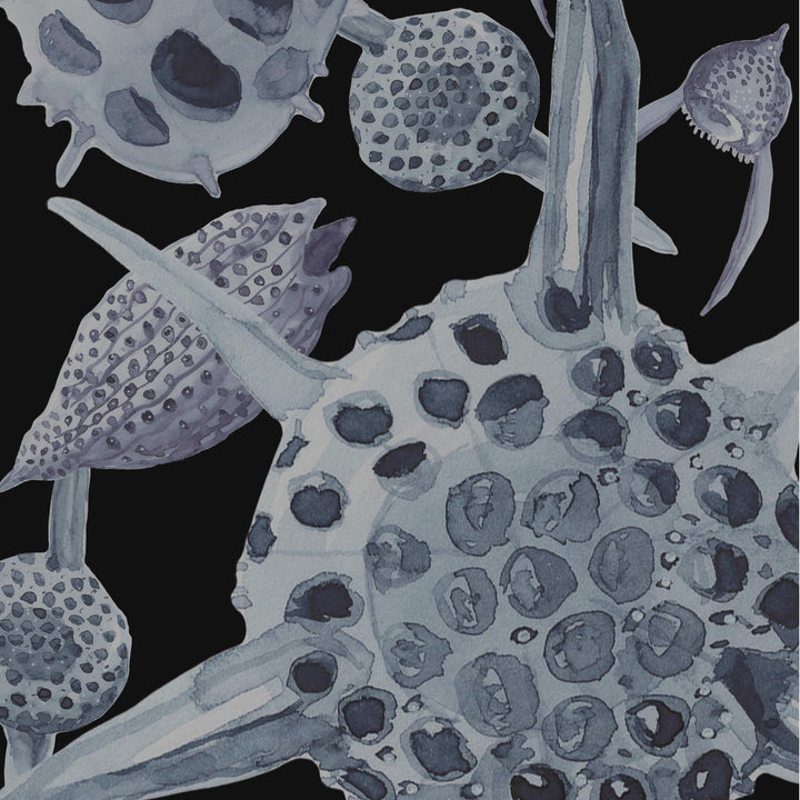 radiolaria hoodie design vid