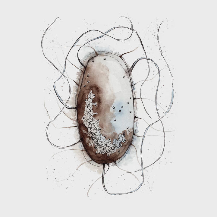 animated video of e. coli bacterial cell watercolor painting by ontogenie