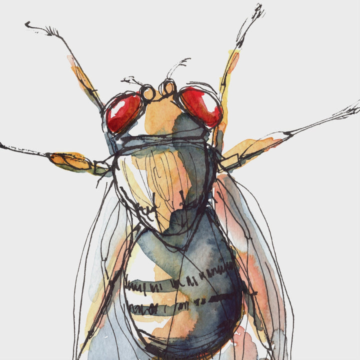 drosophila fruit fly watercolor painting print video by ontogenie