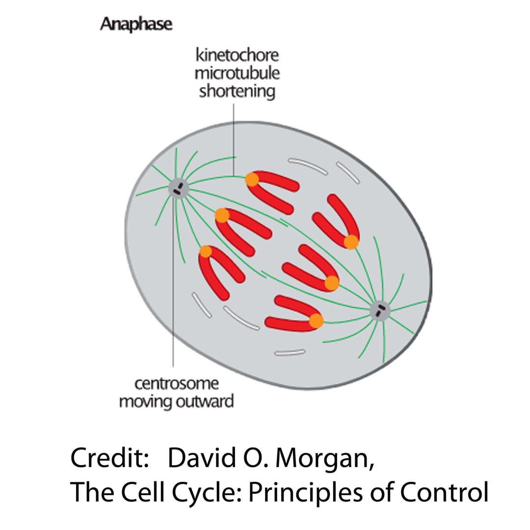 mitosis cell division chromosome alignment illustration