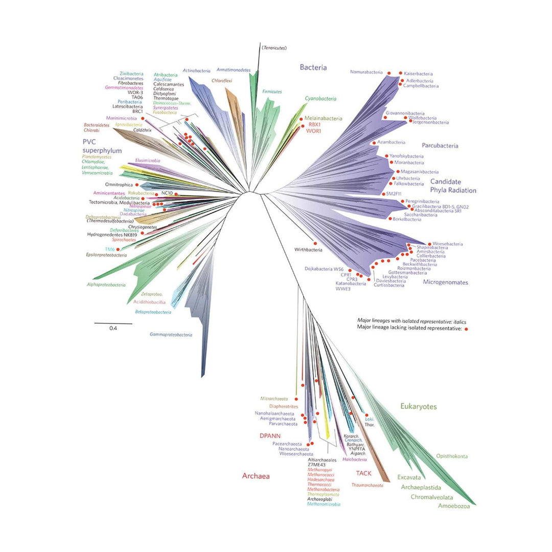 uc berkeley phylogenetic tree
