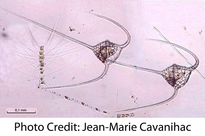 Ceratium Dinoflagellate Jean-Marie Cavanihac