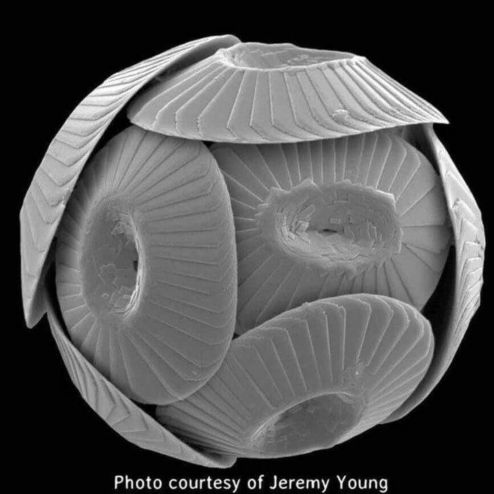 Coccolithophore Coccolithus micrograph Jeremy Young