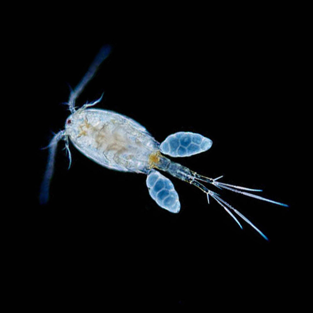copepod photo