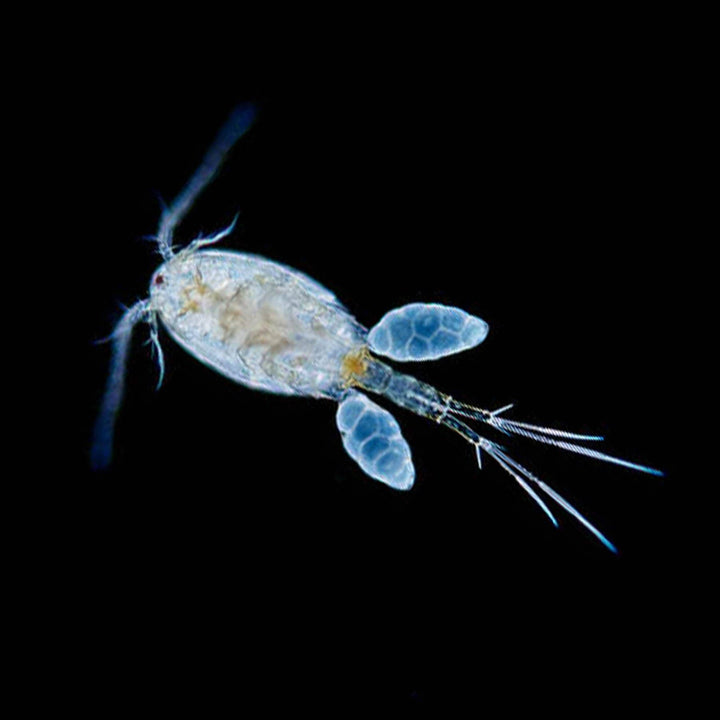 copepod photo