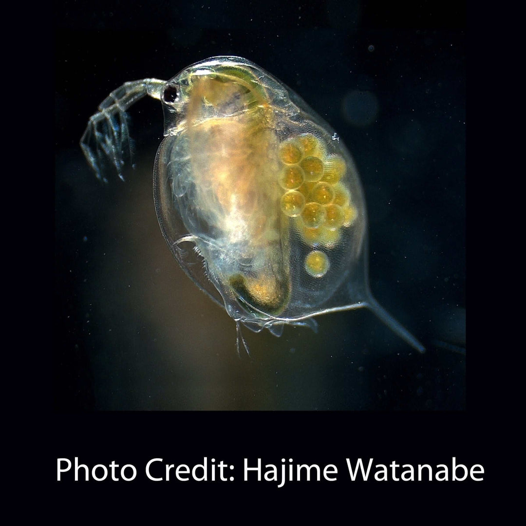 Daphnia Water Flea Pendant
