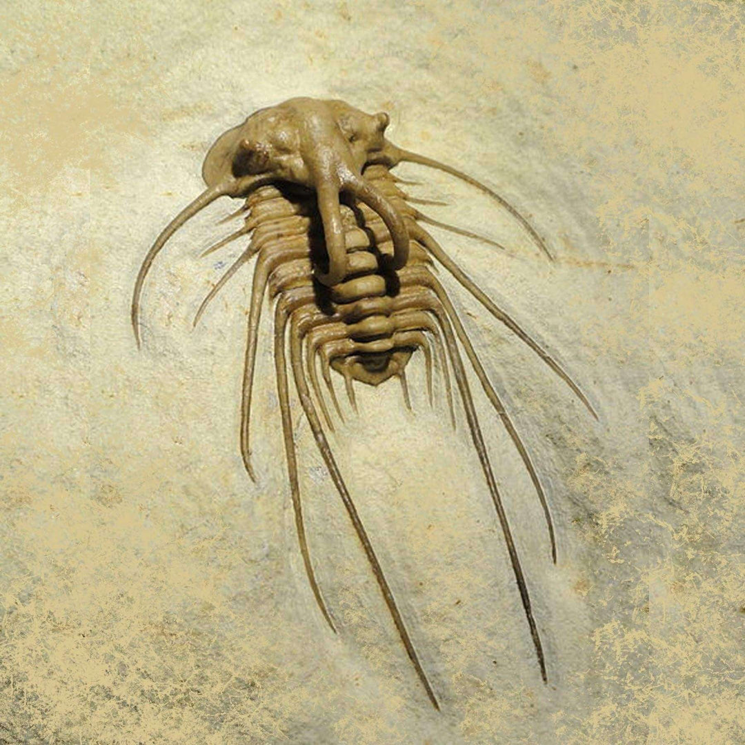 Dicranurus Trilobite Odontopleurid Fossil