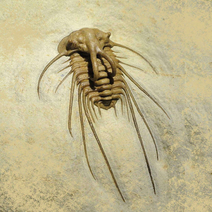 Dicranurus Trilobite Odontopleurid Fossil