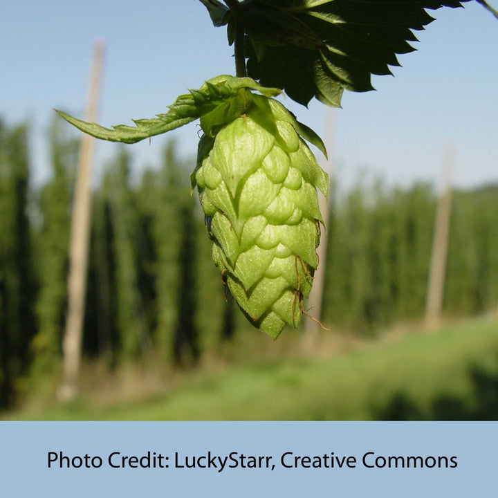 Hops flower photo by LuckyStarr