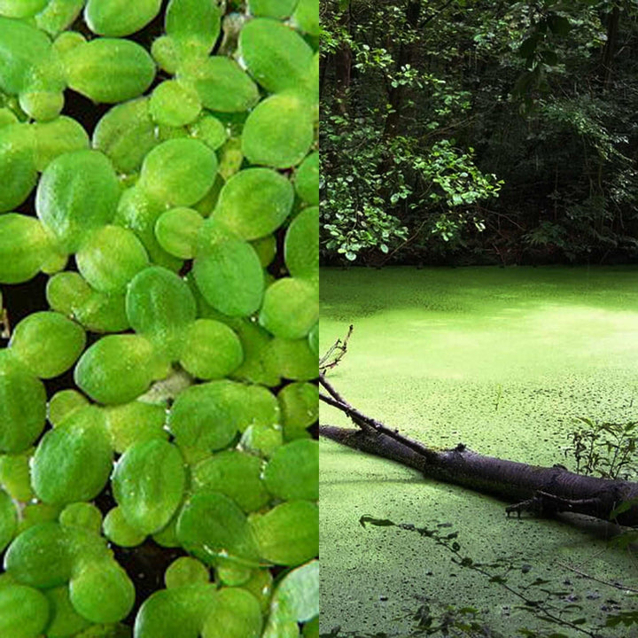 Duckweed Lemna minor plant floating on a pond
